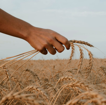 Agricultural harvesting